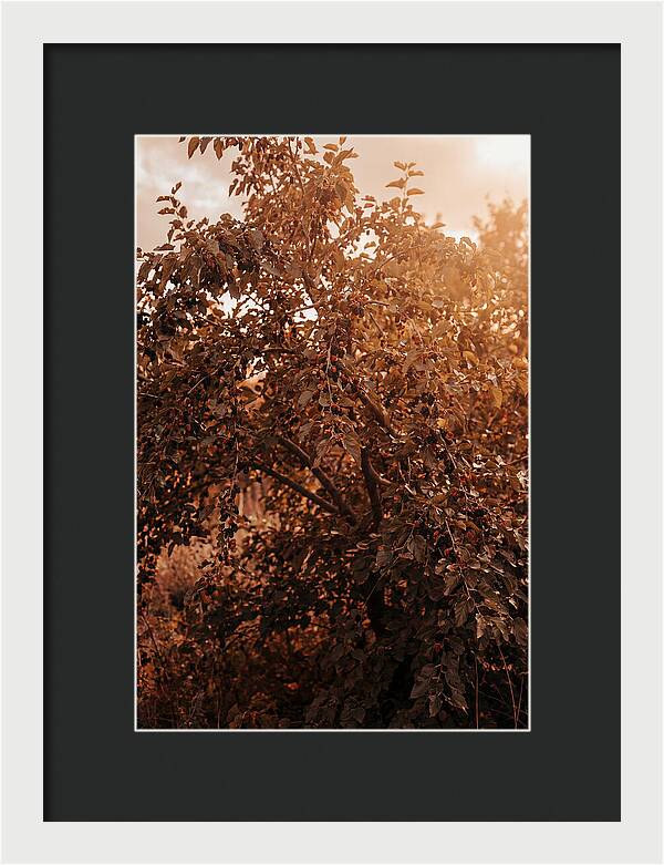 Mulberry Tree In Autumn Light