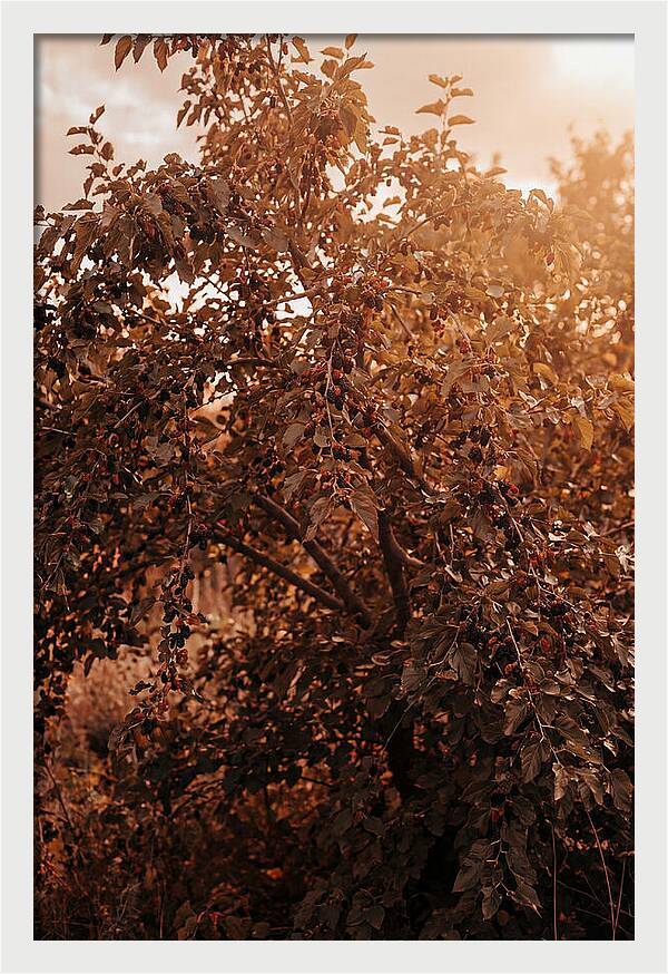 Mulberry Tree In Autumn Light