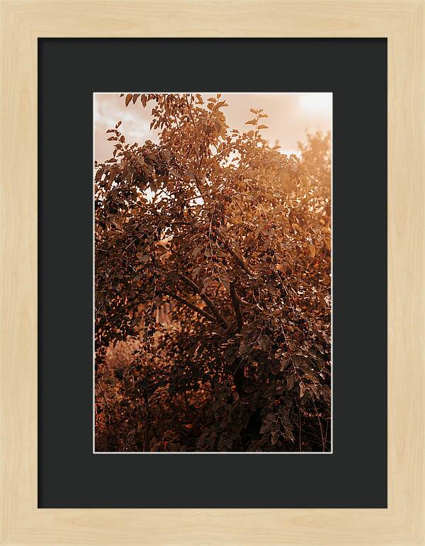 Mulberry Tree In Autumn Light