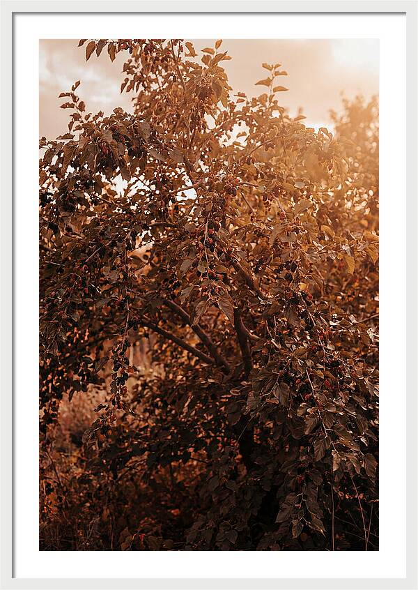 Mulberry Tree In Autumn Light