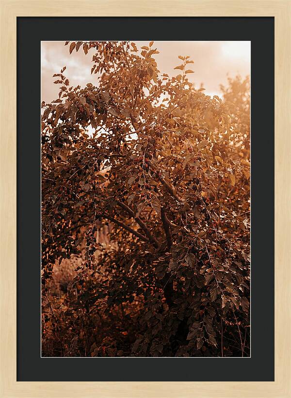 Mulberry Tree In Autumn Light