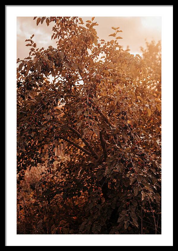 Mulberry Tree In Autumn Light