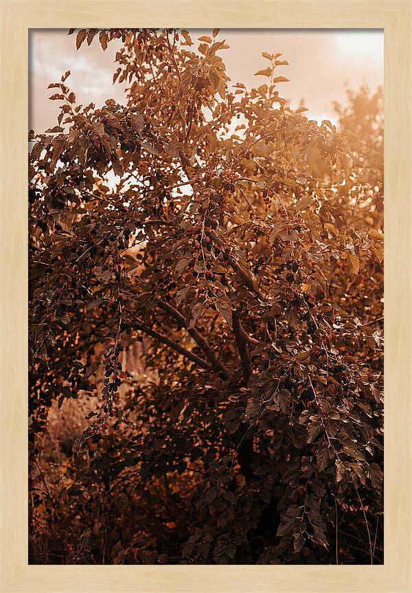 Mulberry Tree In Autumn Light