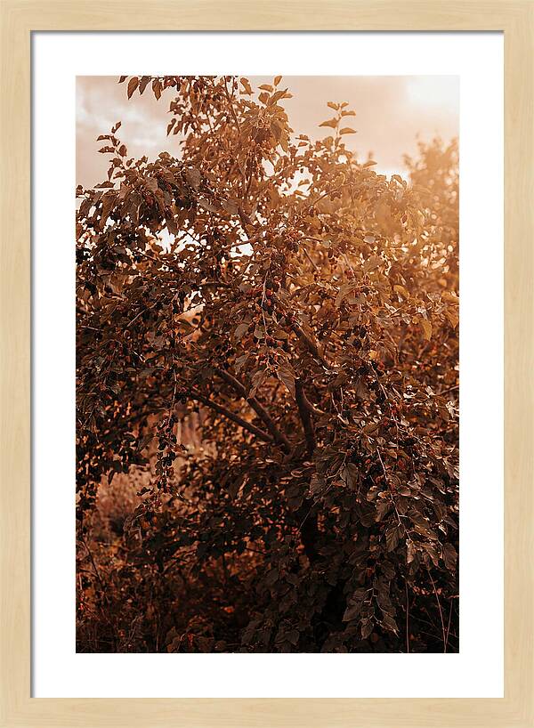 Mulberry Tree In Autumn Light