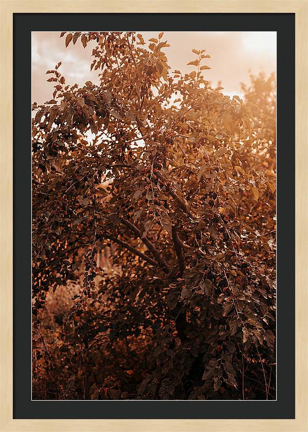 Mulberry Tree In Autumn Light