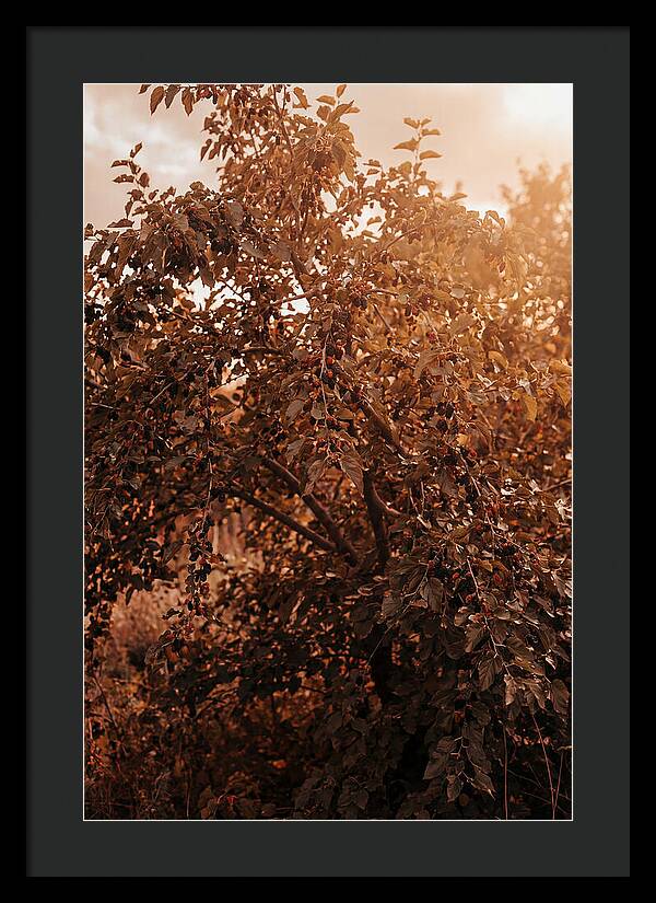 Mulberry Tree In Autumn Light