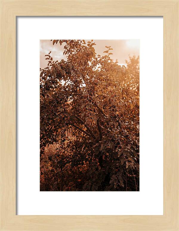 Mulberry Tree In Autumn Light
