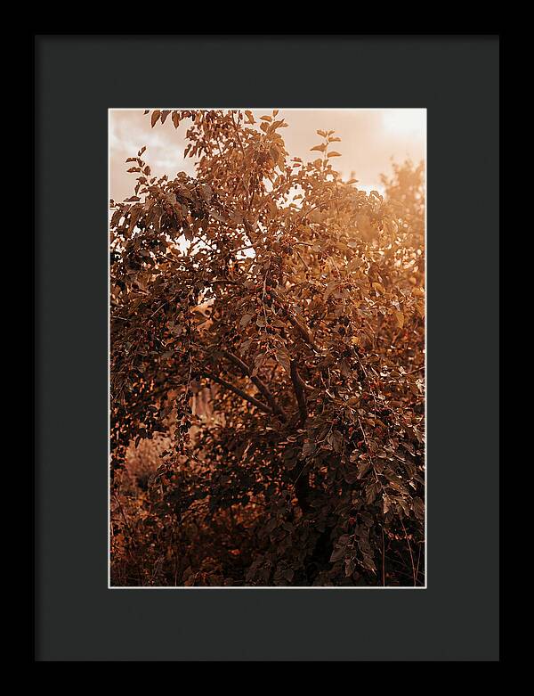 Mulberry Tree In Autumn Light