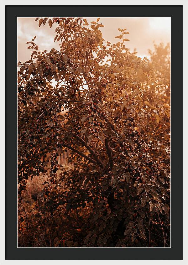Mulberry Tree In Autumn Light