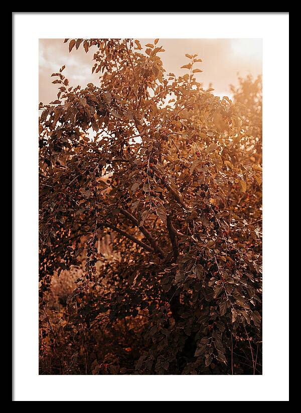 Mulberry Tree In Autumn Light