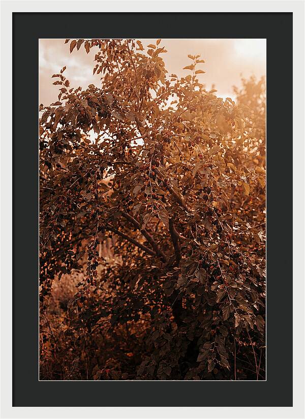 Mulberry Tree In Autumn Light