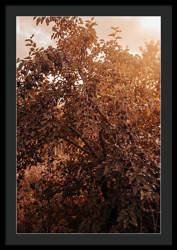 Mulberry Tree In Autumn Light