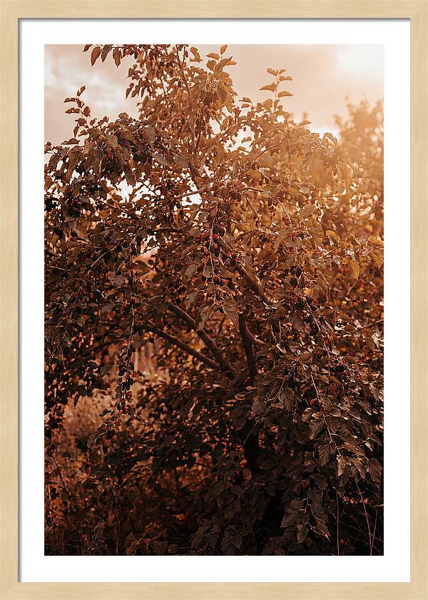 Mulberry Tree In Autumn Light