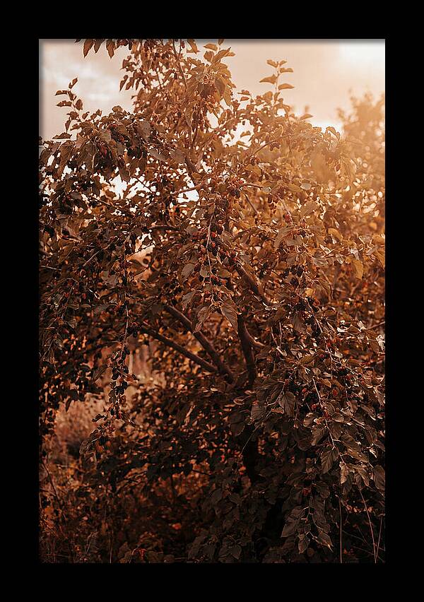 Mulberry Tree In Autumn Light