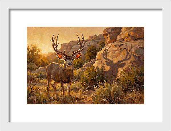 Mule Deer Bathed In Warm Glow