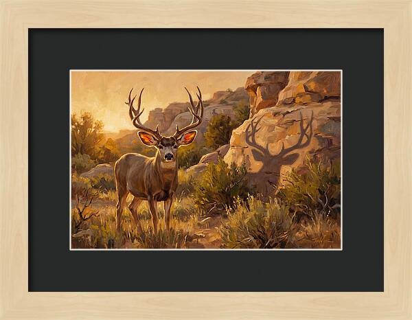 Mule Deer Bathed In Warm Glow
