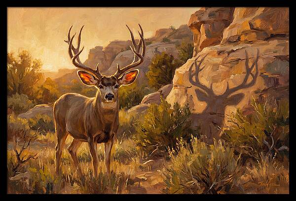 Mule Deer Bathed In Warm Glow