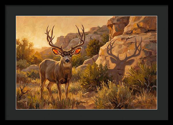 Mule Deer Bathed In Warm Glow