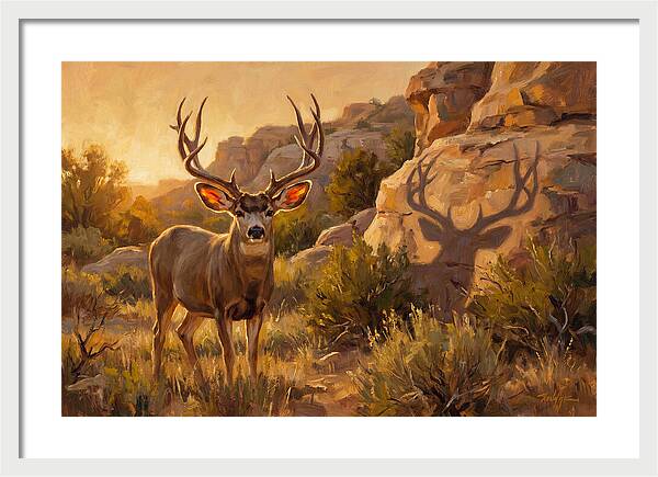 Mule Deer Bathed In Warm Glow