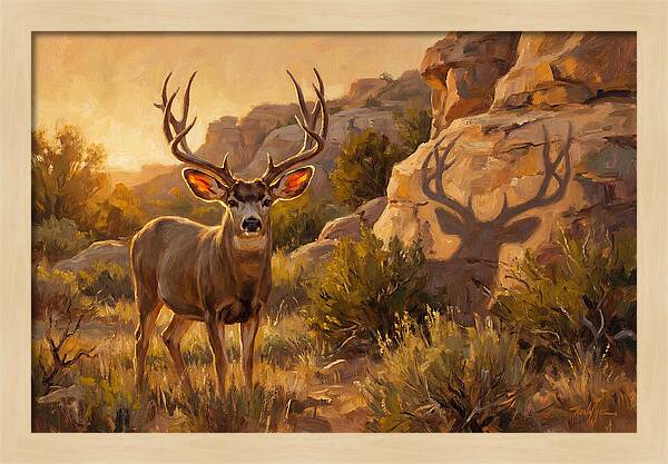 Mule Deer Bathed In Warm Glow