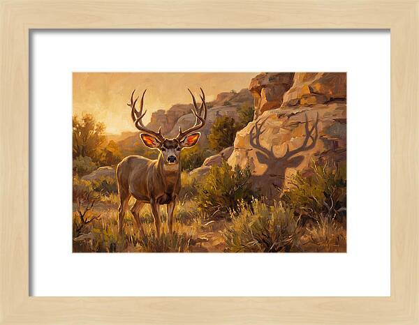 Mule Deer Bathed In Warm Glow