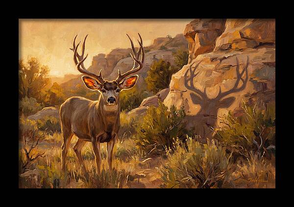 Mule Deer Bathed In Warm Glow