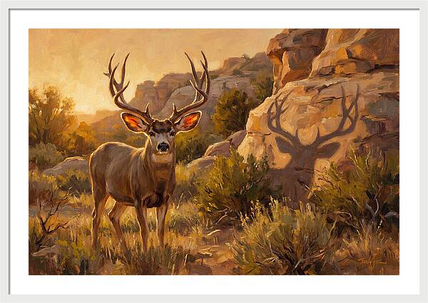 Mule Deer Bathed In Warm Glow