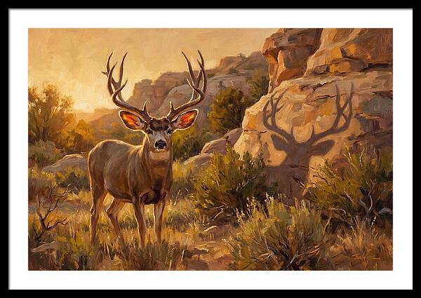 Mule Deer Bathed In Warm Glow