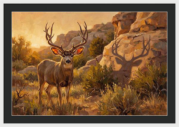 Mule Deer Bathed In Warm Glow