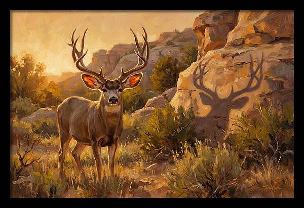 Mule Deer Bathed In Warm Glow
