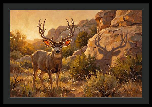 Mule Deer Bathed In Warm Glow
