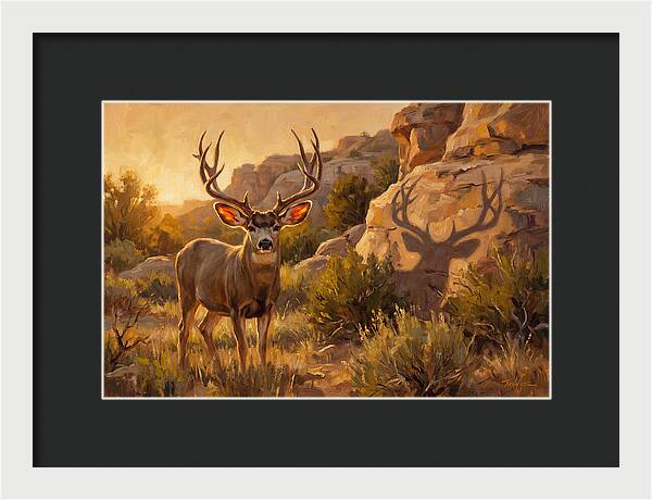 Mule Deer Bathed In Warm Glow