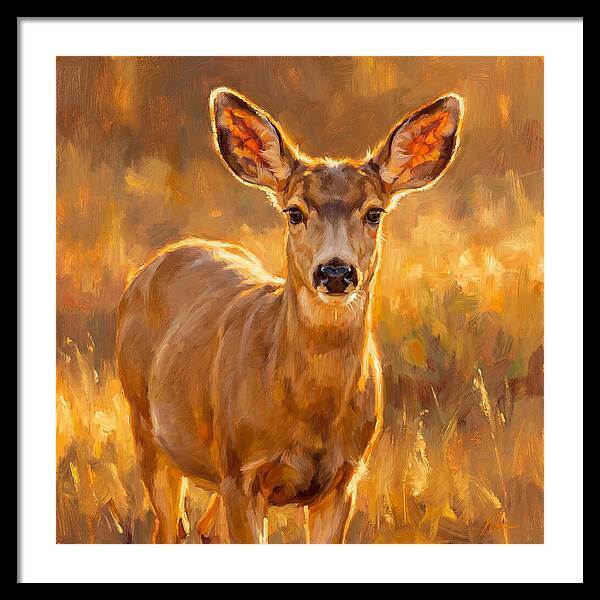 Mule Deer In Golden Light