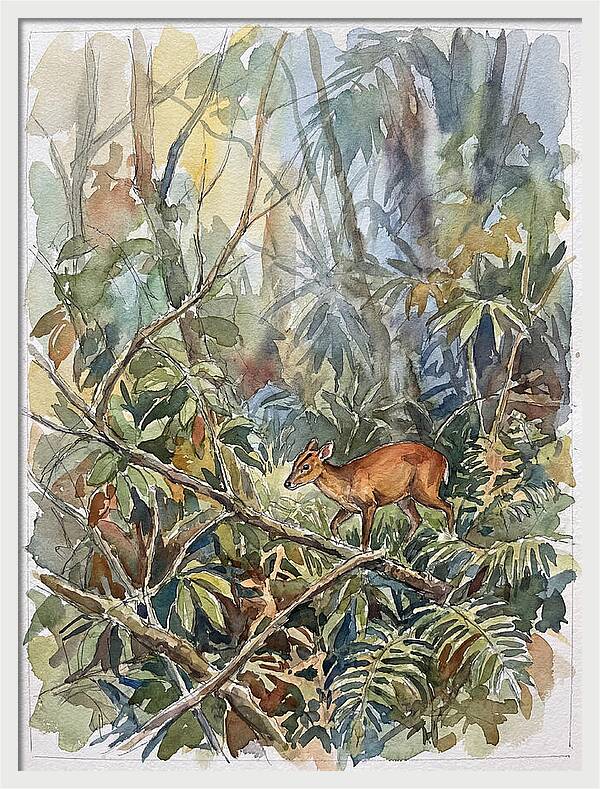 Muntjac Hidden In Greenery