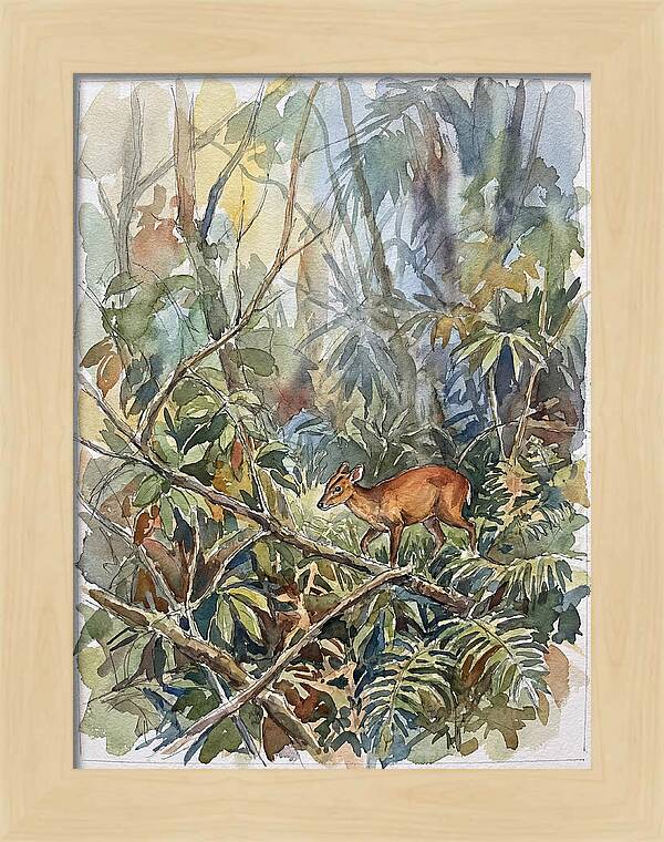 Muntjac Hidden In Greenery