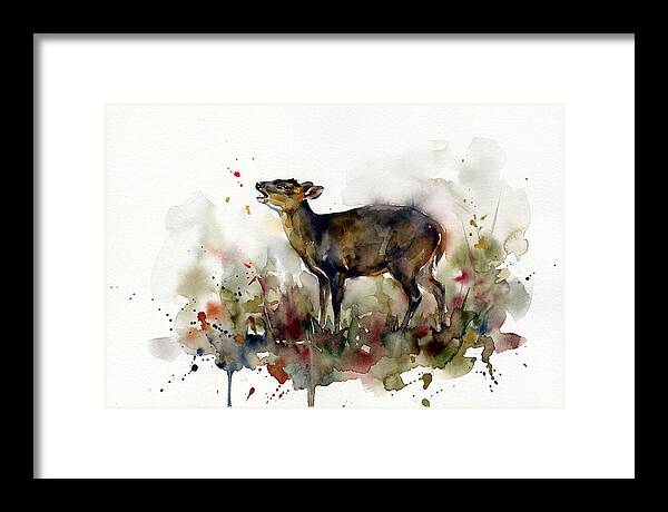 Muntjac In Watercolor Splendor