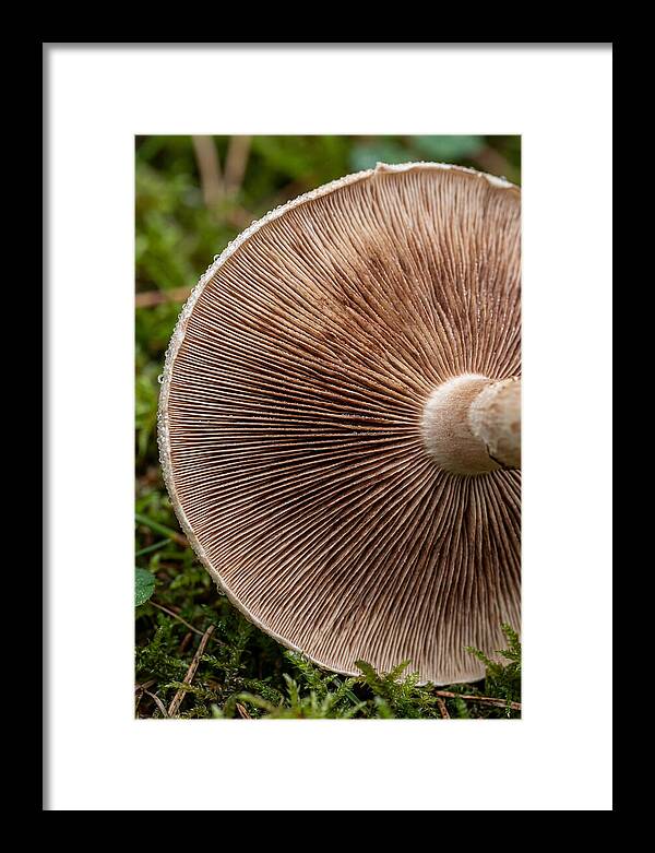 Mushroom Gill Pattern