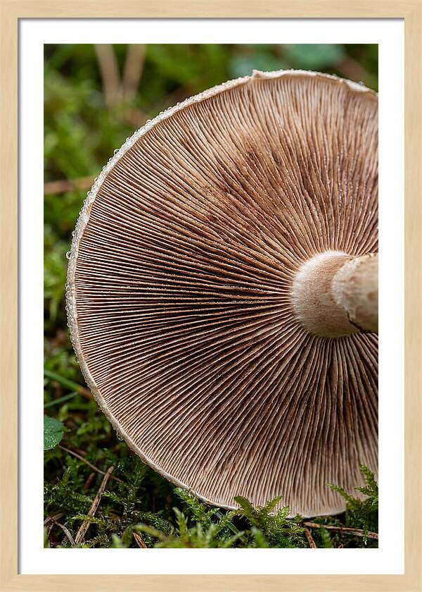 Mushroom Gill Pattern