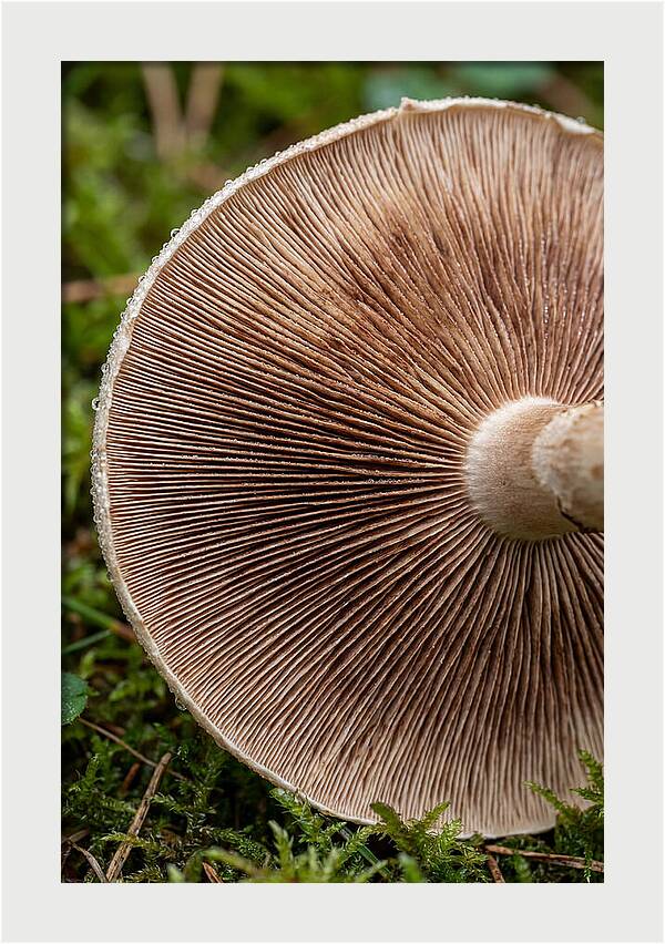 Mushroom Gill Pattern
