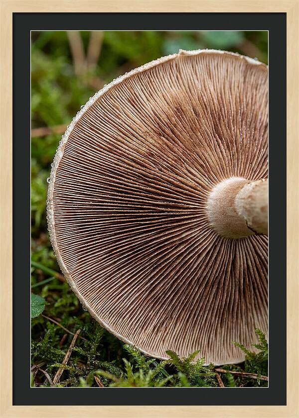 Mushroom Gill Pattern