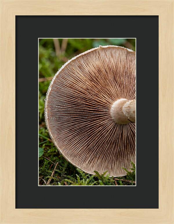 Mushroom Gill Pattern