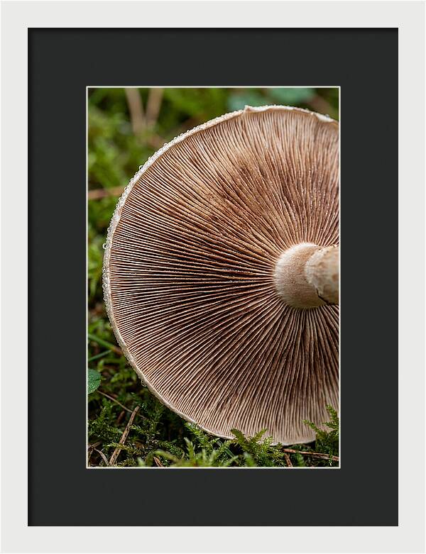Mushroom Gill Pattern
