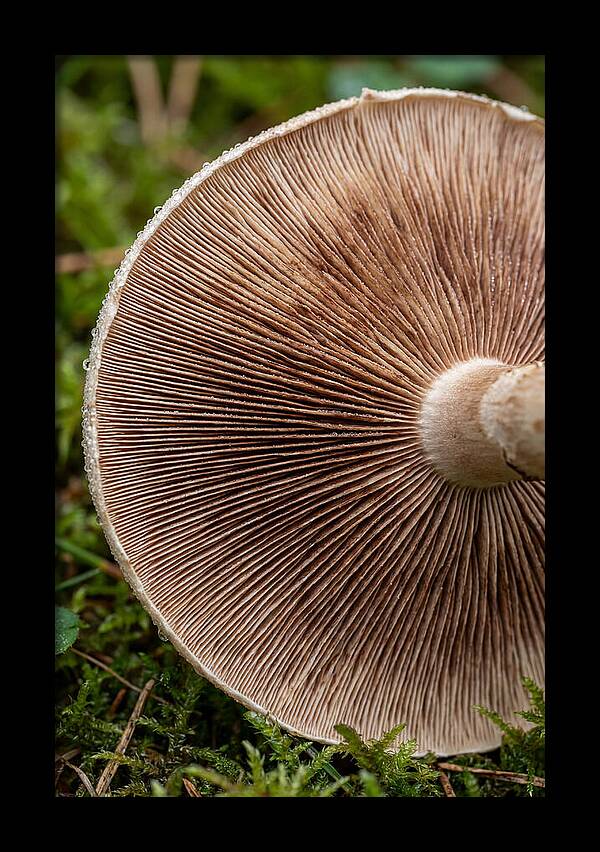 Mushroom Gill Pattern