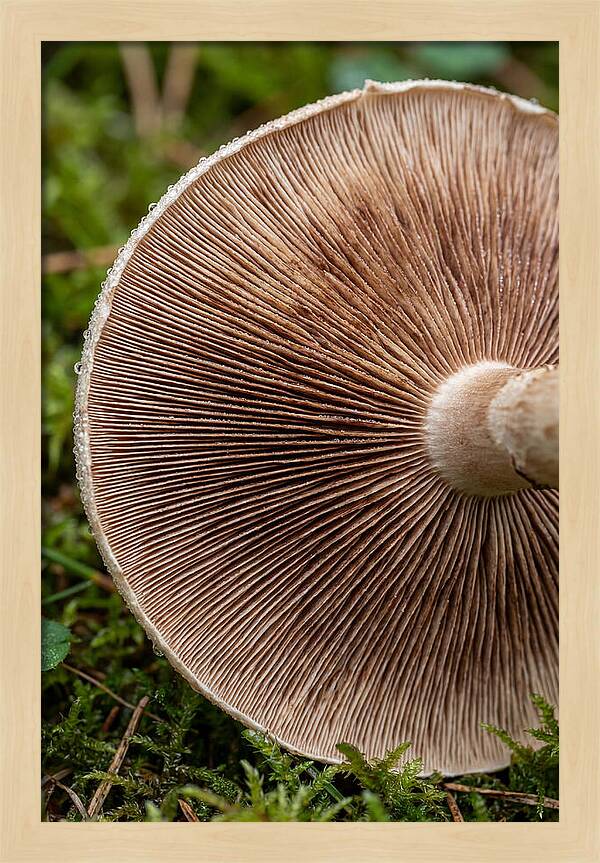 Mushroom Gill Pattern