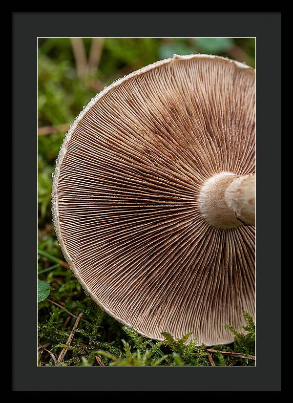 Mushroom Gill Pattern