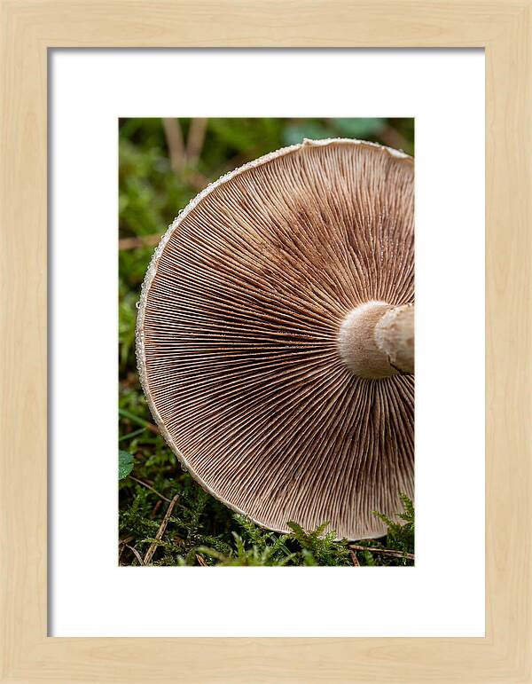Mushroom Gill Pattern
