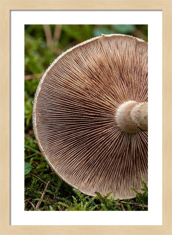 Mushroom Gill Pattern