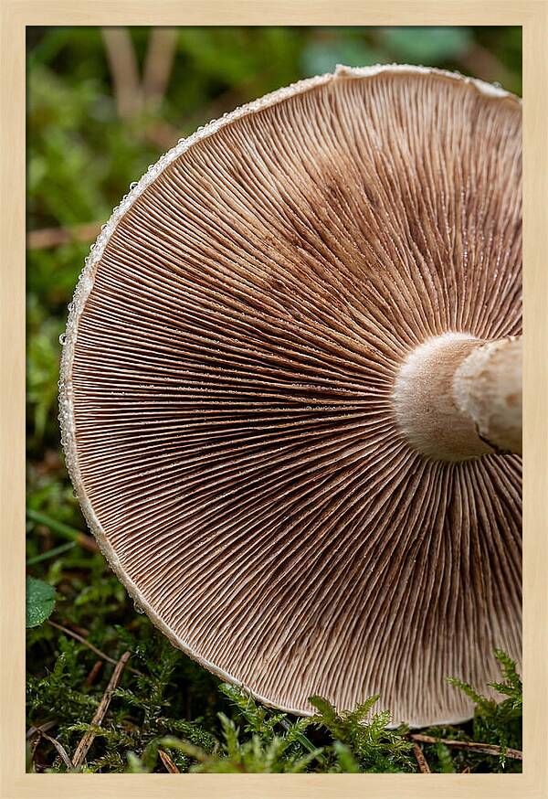 Mushroom Gill Pattern