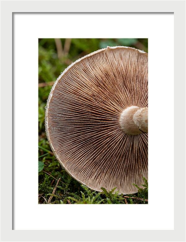 Mushroom Gill Pattern