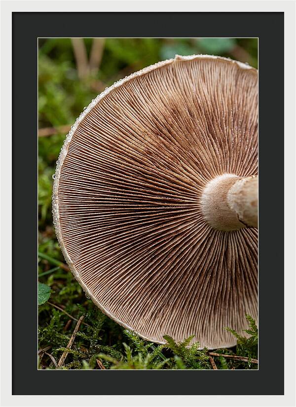 Mushroom Gill Pattern